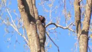 Eagle In Flight Chippewa Lake Ohio [upl. by Akeylah]