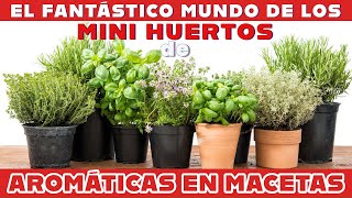 La mejor forma de cultivar aromáticas Mini huertos de aromáticas en Maceta para espacios pequeños [upl. by Dalila193]