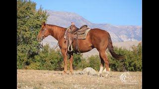 Ervin MillerSierras Last Song2016 AQHA Sorrel GeldingConsigned October Billings Livestock Sale [upl. by Auhs794]