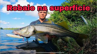 Pescaria em Miami  Robalo tucunaré e snakehead no mesmo ponto [upl. by Gay]