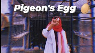 Lets make a pigeons egg 🥚 🍳🤪 Vlog [upl. by Icul241]