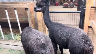 Are Alpacas Racist alpacalife alpacas colors [upl. by Lanni756]