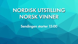 NKK Sandefjord 2024  Nordisk utstilling Norsk vinner [upl. by Rapsag]