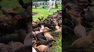 Gamefarm for sale lahat ng manok at Pakain sa mga cockerels Nila [upl. by Nitniuq221]