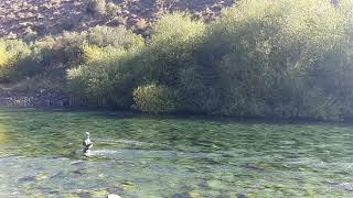 Long distance Spey cast in Limay River In search of big trout [upl. by Abelard]