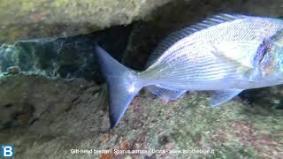 Gilthead bream Sparus aurata Orata  wwwintotheblueit [upl. by Ardnuassak567]