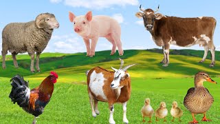 Fun Farm Animals  Cow Duck Sheep Pig Chicken Goat  Animal School [upl. by Malonis844]