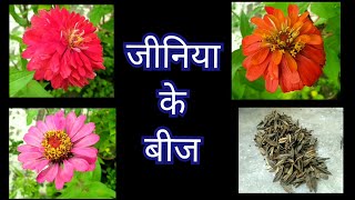 401 Collect Zinnia Seeds  जीनिया के बीज इकट्ठा करें  How To Collect Zinnia Seeds  Store Seeds [upl. by Enamart]