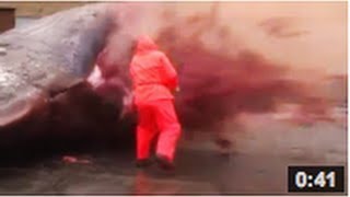 Une baleine explose VIDEO [upl. by Ettezil]