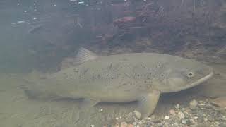 27 Fischen  Angeln  Laichwanderung der Seeforellen aus dem Bodensee [upl. by Nedlog859]