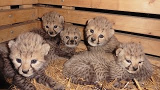 GepardenNachwuchs im Zoo Rostock [upl. by Rica739]