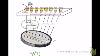 Graphing Cell OD  Viable Numbers Versus Dilution [upl. by Anilave]