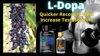 Mucuna Pruriens LDopa Benefits to Bodybuilders Testosterone boost HGH secretion etc [upl. by Segroeg]