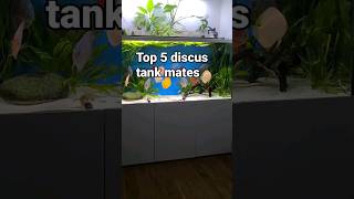 Top 5 Discus fish tank mates These fish are super useful [upl. by Verene]