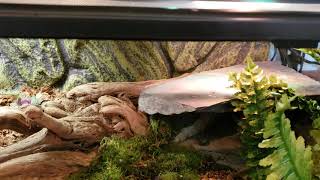 Northern Blue Tongue Skink Bioactive Setup [upl. by Tati]