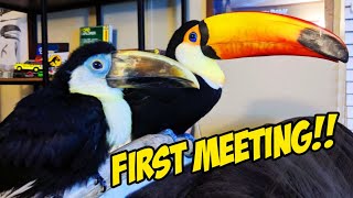 My Toucans Meet Eachother for the First Time EVER [upl. by Anigroeg]