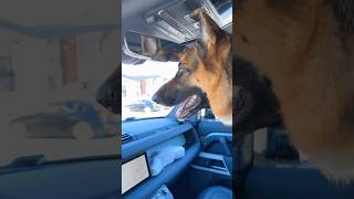 German shepherd loves long drives  GSD love [upl. by Adnilrev]