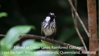 Whitecheeked Honeyeater call [upl. by Ethbin]