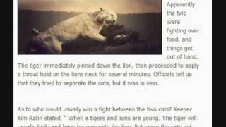 Brutal Tiger and Lion fight Tiger kills Lion at everland zoo Fatal fight tiger is the winner [upl. by Arvy]