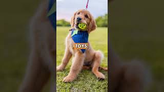 80 Golden Facts About Golden Retrievers That Will Make Your Tail Wag MUSTWATCH 2024 p5 hstm [upl. by Strephon]