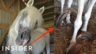 Rescue Horse With 30Pound Hooves Can Walk Again  Insider [upl. by Quackenbush147]