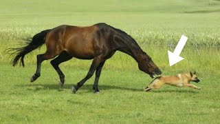 Quando o Cavalo Resolve Atacar o lado selvagem dos cavalos  Parte 2 [upl. by Yasnyl]