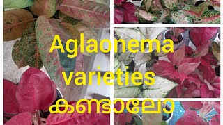 എൻ്റെ കൈയ്യിലുള്ള Aglaonema varieties കണ്ടാലോgardening video [upl. by Georgette]