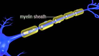 Continuous and Saltatory Propagation Video Clip [upl. by Melmon]