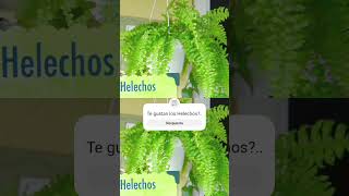 Helechos cuidados plantas plantlover helechos [upl. by Ahsena446]