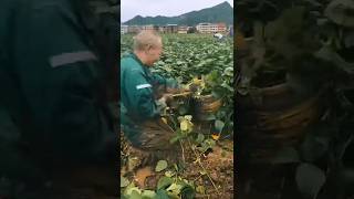 Harvest of edamame automachine automobile excavator automaticmachinery [upl. by Trefor]