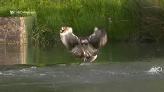 Rutland Osprey 028 Diving [upl. by Rinee913]