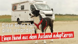 Hund adoptieren🐶Wir fahren nach Rumänien  Arche Noah Transilvania  Tierschutz [upl. by Anastos]