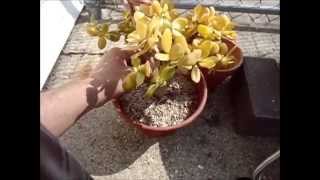 Jade Plant Crassula Ovata Hummels Sunset Repot [upl. by Yetta]