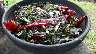 Curry Leaves Powder Making by 102 Year Old My Grandma  Karivepaku Kaaram street food [upl. by Ahsat357]