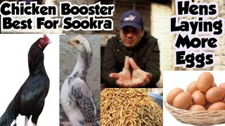 Larva food All in one Best chicken Booster Growth  Faisalbutt Murga information [upl. by Calmas]