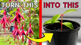 HOW TO take Fuchsia cuttings  The EASY WAY to FREE plants [upl. by Encratia]