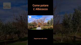 Come Potare LAlbicocco [upl. by Decker250]