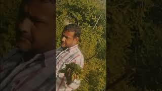 Bhringraj plant in my gardenyoutube shortsyt shortsviral videos🌧️🌧️ [upl. by Sakmar]