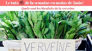 Verveine  quels sont les bienfaits de la verveine [upl. by Eduj]