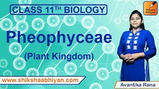 Phaeophyceae  Plant Kingdom  CBSE Class 11 Biology [upl. by Couture689]