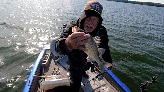 New Bait To Catch Loads Of Perch With On Lake Monticello [upl. by Audie]