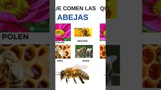 Que comen las abejas abejas bee apicultor curiosidades honey apiario ingresos miel [upl. by Alvina]