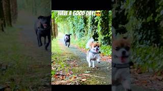 Dogs timedog doglover dogtime shorts funny subscribe [upl. by Ayeki]