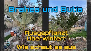 Brahea und Butia Ausgepflanzt über den ersten Winter  Wie schauen die Palmen aus [upl. by Kralc]