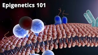 Epigenetics 101  Dr Bruce Lipton PhD [upl. by Anig]