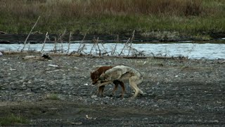 Una cría de bisonte se enfrenta a un lobo y gana  National Geographic [upl. by Fasa922]