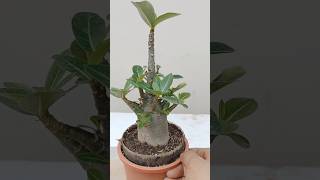 Adenium Arabicum Compact plant adenium adeniumarabicum adeniumgarden adeniumobesium bonsai [upl. by Weide]