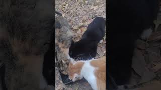 NO EAR MITES SISTER catland feralcats kittens [upl. by Matuag566]