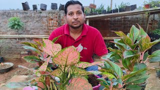 How to grow Aglaonema from cuttings propagation and care tips ☘️ [upl. by Cerellia]