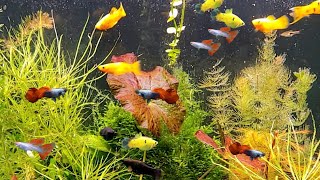 Can Guppies and Mollies live together can molly fish and guppy share the same fish tank [upl. by Fawnia]